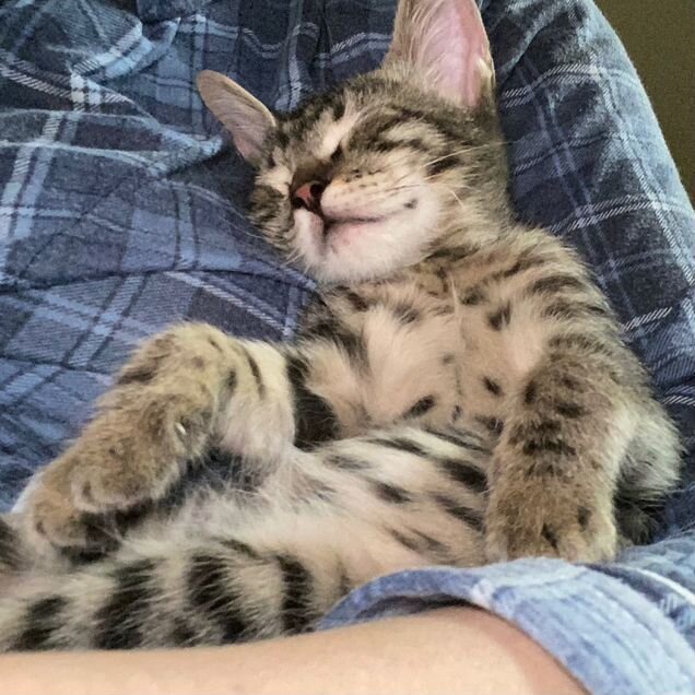 Котёнок в добрые руки