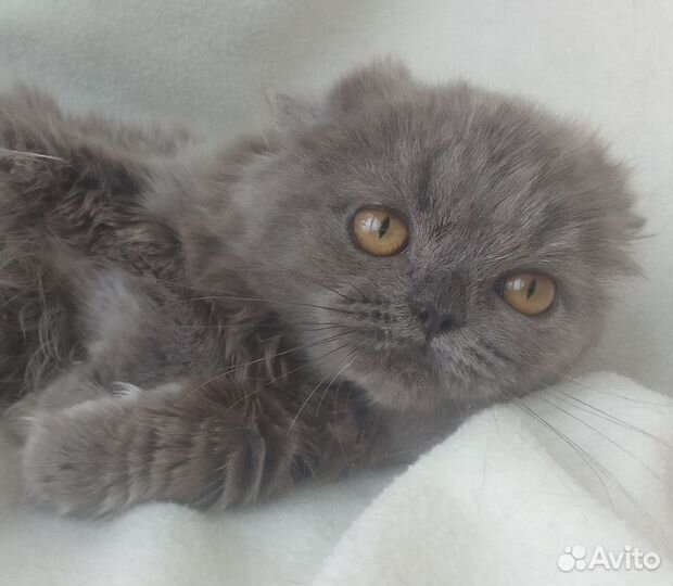 Британочка