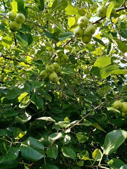 Дача 10 м² на участке 4,5 сот.