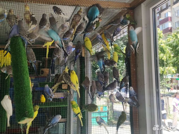 Волнистый попугай