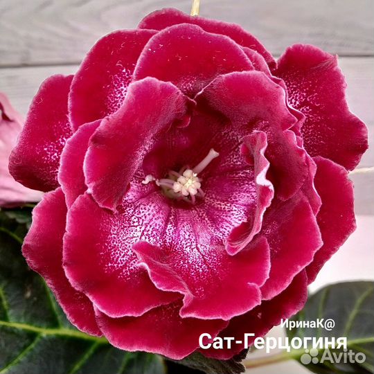 Набор глоксиний / клубни