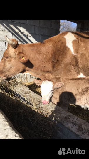 Корова симментал