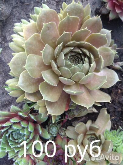 Каменная роза