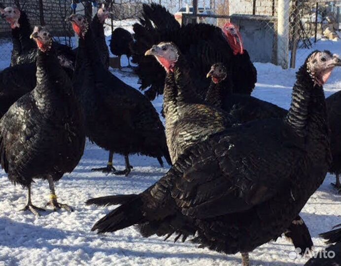 Индюшки индейка