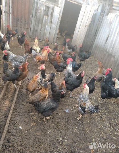 Петухи 40 штук