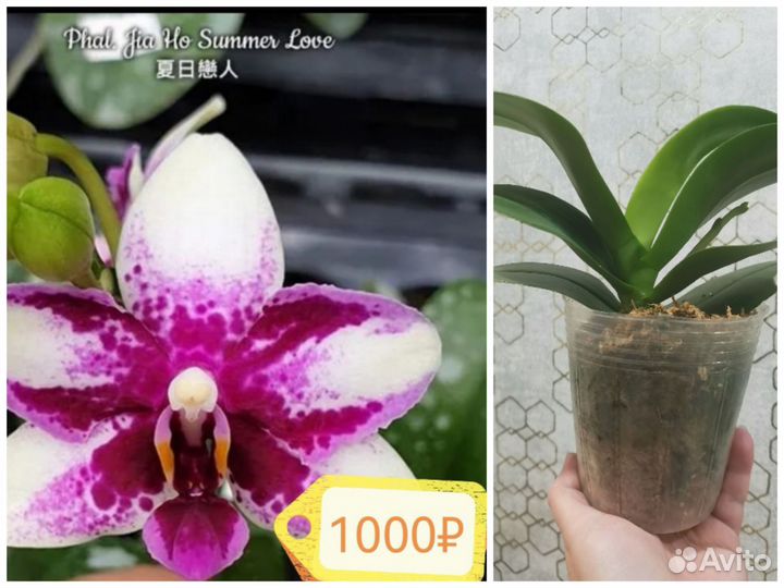 Орхидея фаленопсис