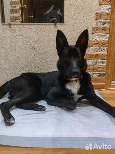 Щенок в добрые руки