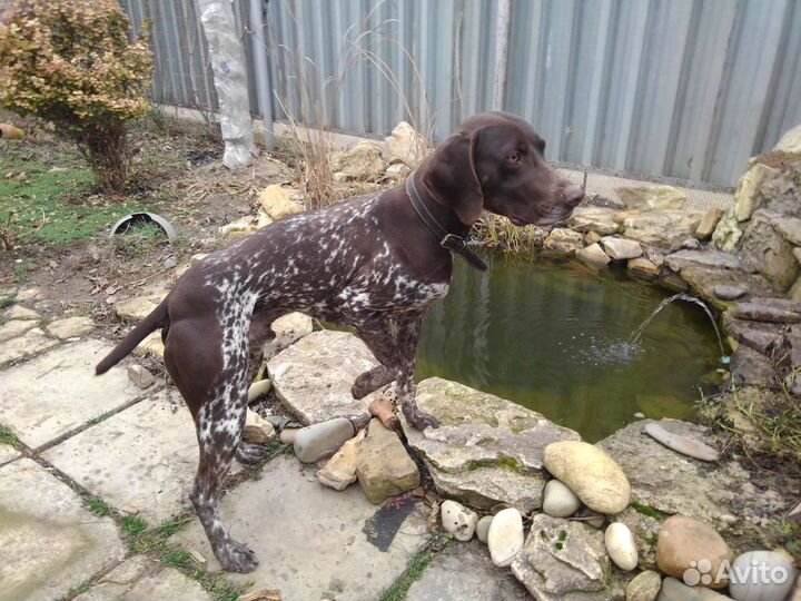 Курцхаар кобель вязка