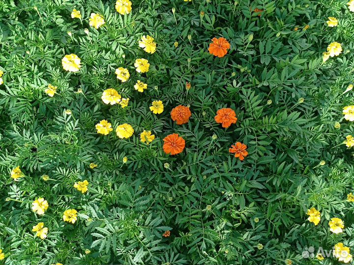 Тагетис отклоненный оптом