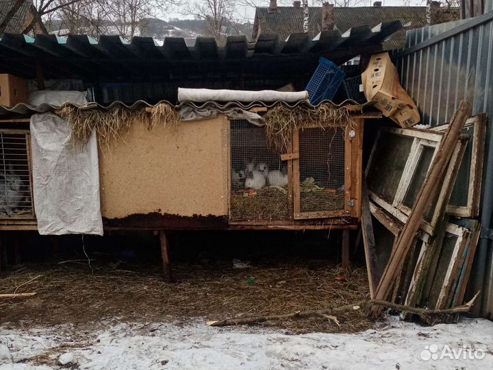 Кролики