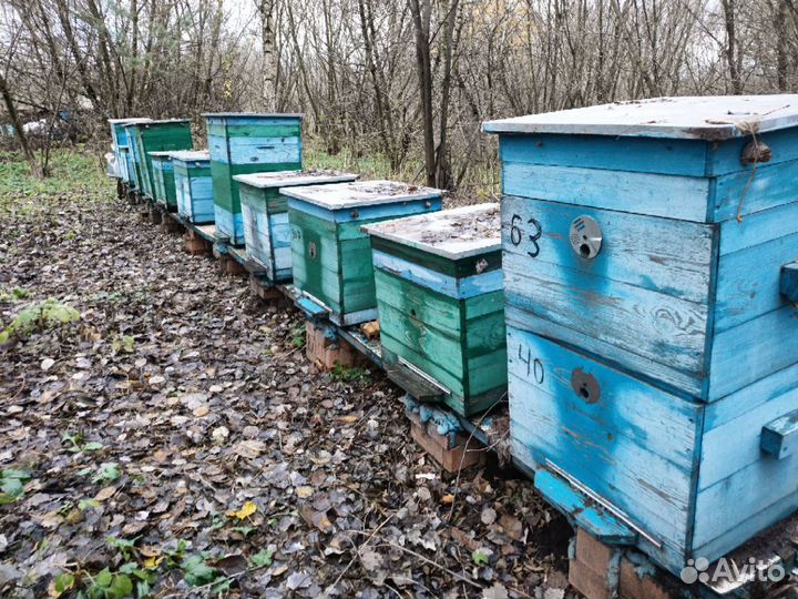 Ульи с пчелами