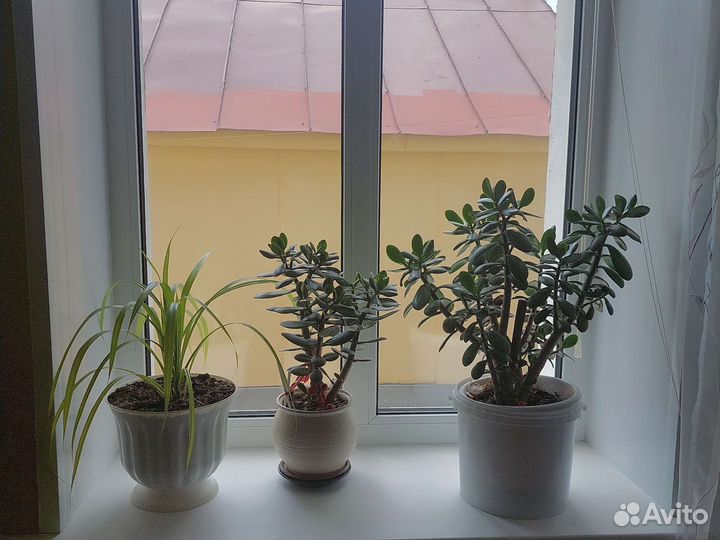 Продаются живые цветы в ассортименте