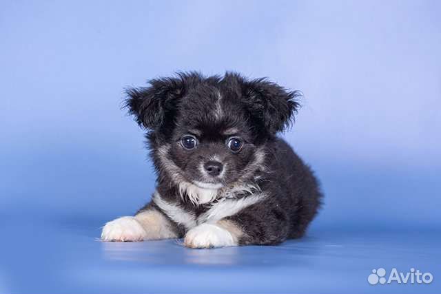 Щенки чихуахуа большой выбор окрасов