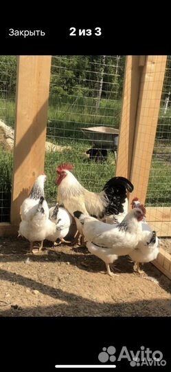 Инкубационное яйцо породных кур