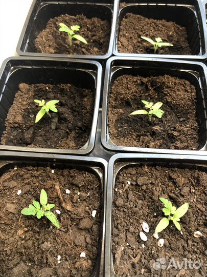 Рассада томата для балкона, земляники