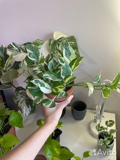 Эпипремнум