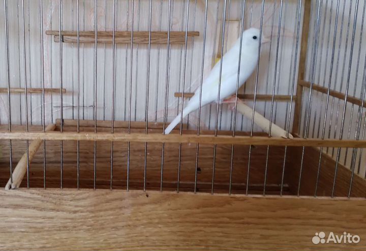 Канарейка овсяночного напева