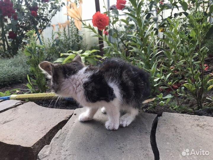 Кошка Мира