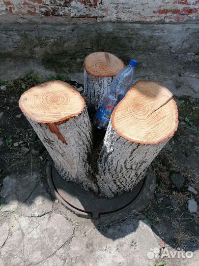 Пень трехглавый из липы