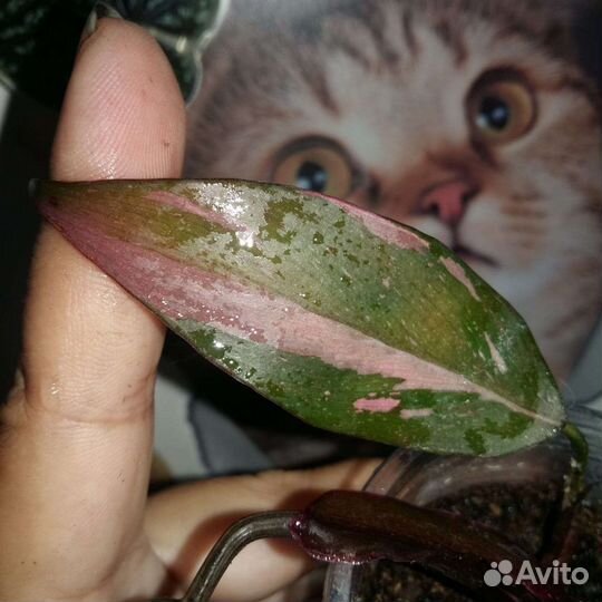 Филодендрон розовая принцесса