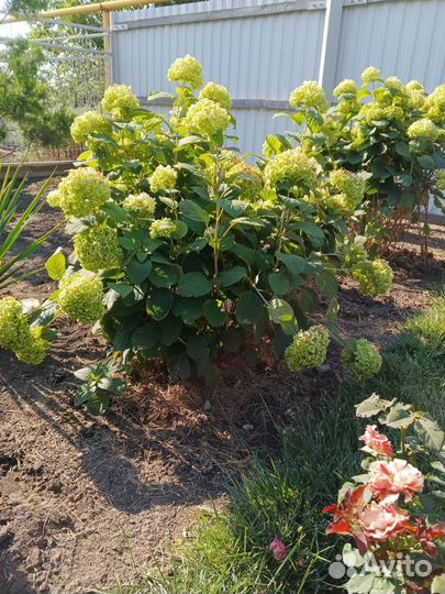 Гортензия, дерен, тамарикс, ромашка, лаванда