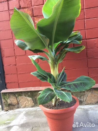 Продаются саженцы, деревья, экзотические растения