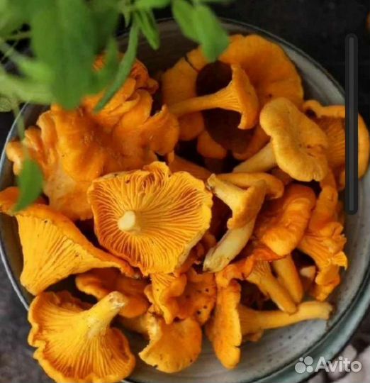 Грибы Лисички