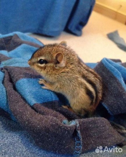 Зооняня,Передержка маленьких животных,грызунов