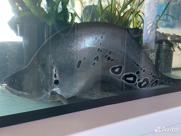 Нож индийский