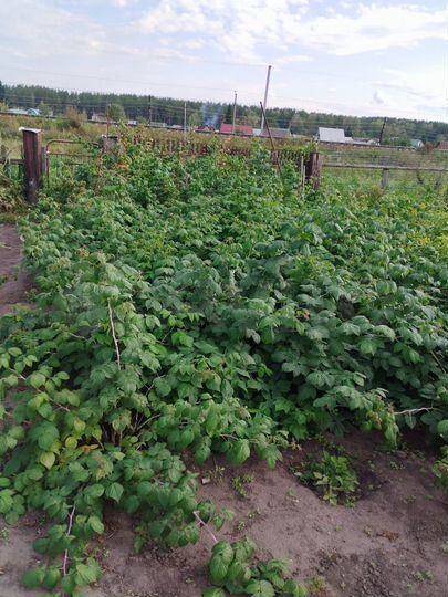 Участок 6 га (СНТ, ДНП)