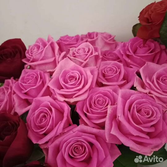Роза Голландия микс