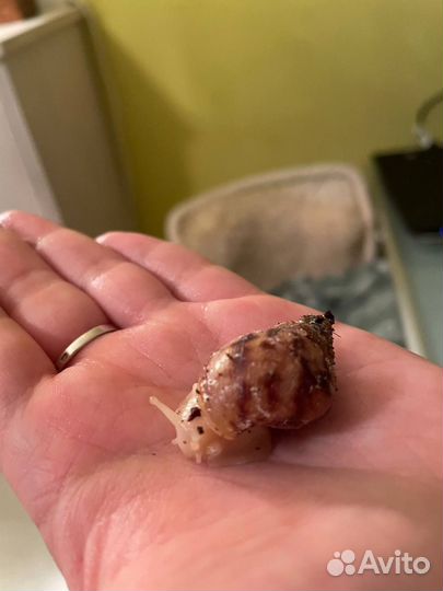 Улитки ахатины маленькие