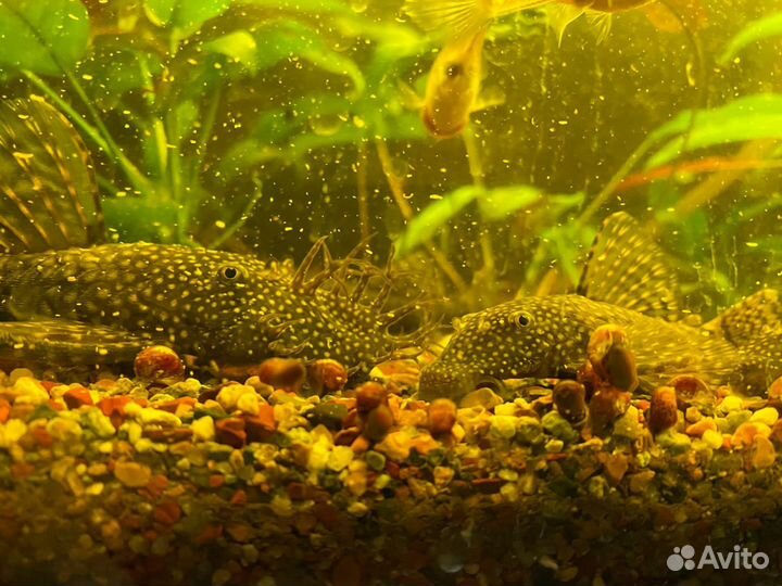 Сомики анциструсы