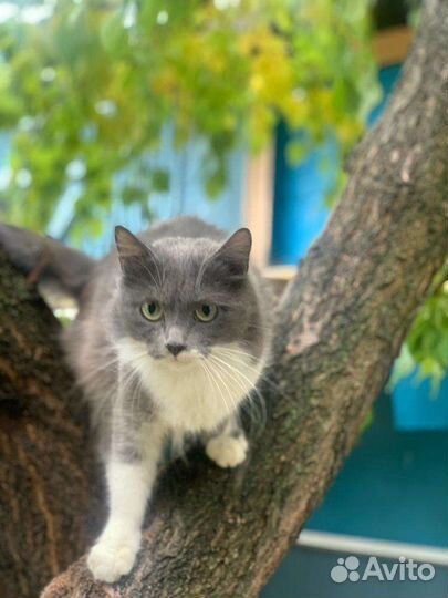 Кошечка в добрые ручки