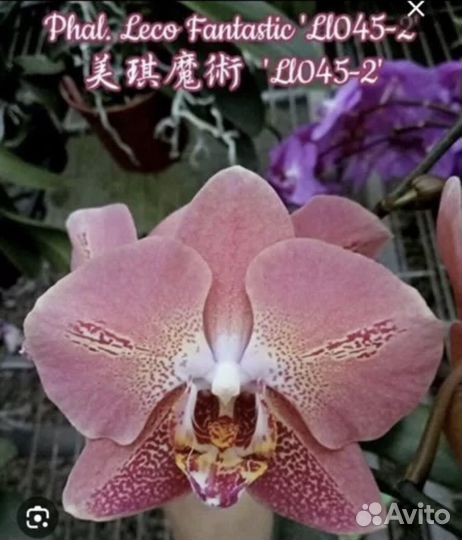 Орхидея Фаленопсис