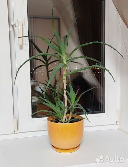 Алоэ в горшке