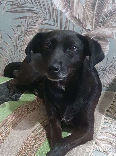 Кукла в поисках дома