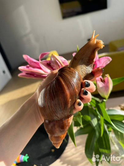 Улитки ахатины