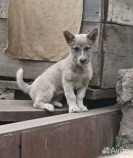 Щенки в добрые руки