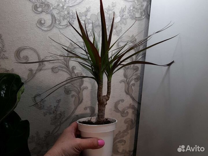 Комнатные растения. Драцена. Дипсис