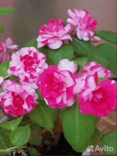 Укоренные черенки бальзаминоа