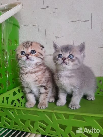 Шикарный британец