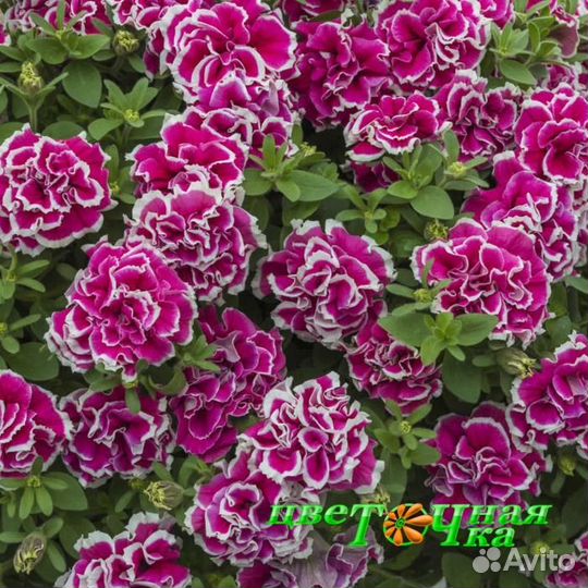 Петуния ампельная Tumbelina Anna