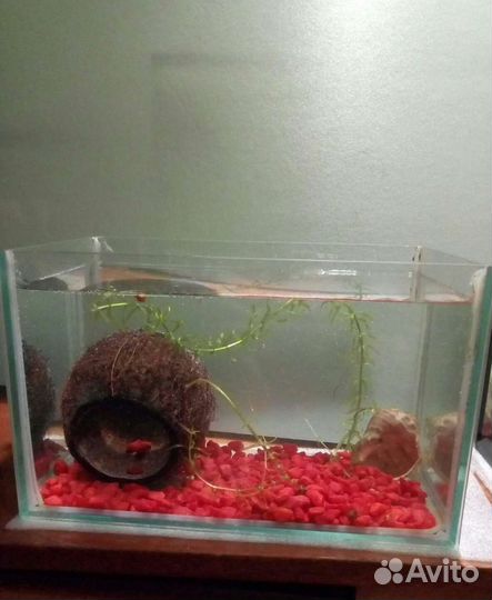 Аквариум 5 л
