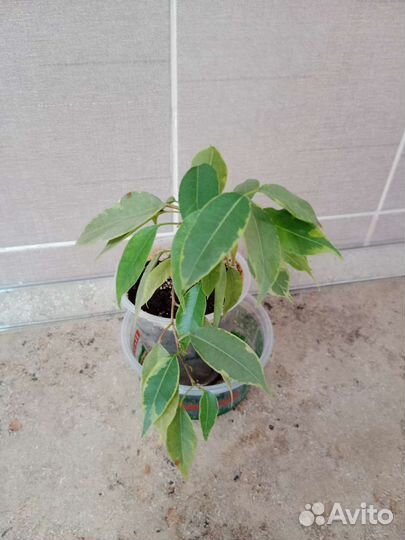 Монстера, папоротник нефролепис, фикусы