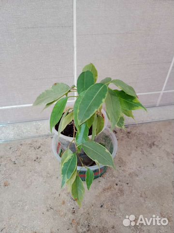 Монстера, папоротник нефролепис, фикусы