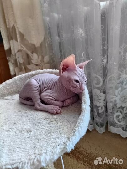 Донской сфинкс велюр котята