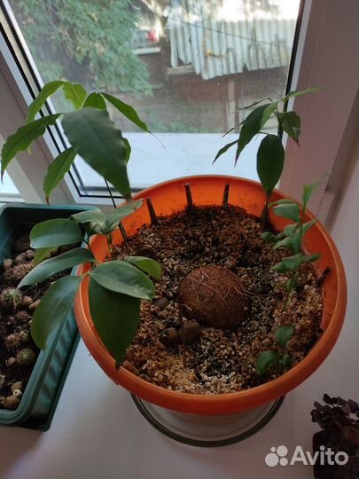 Домашние растения цветы