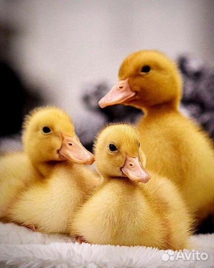 Утята бройлерной утки SK-6 суточные и подрощенные