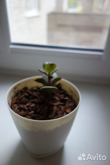 Денежное дерево (толстянка, крассула)